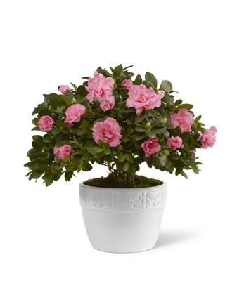 The FTD Vibrant Sympathy(tm) Planter